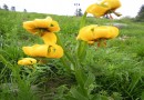 Lilium jankae ©  Pandion Wild Tours